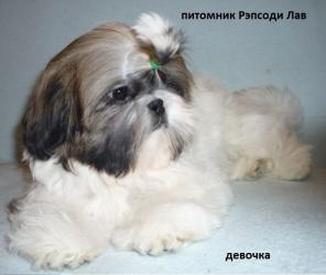 Ши-тцу щенки от чемпионов