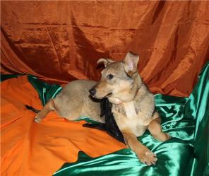 Волчица Джема, 6 мес,в дар.