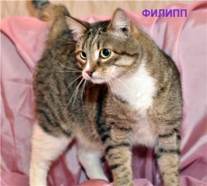 В дар добрейшей души кот Филипп