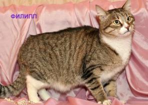В дар добрейшей души кот Филипп
