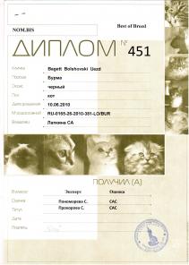 Кот для вязки породы Бурма
