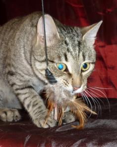 Барт - котик вискасно-дикого окраса в дар!