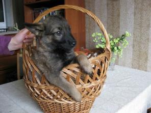 Ральф,Гоша,Ника,Лика ищут дом.