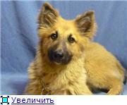 Буран-настоящий мальчуган.