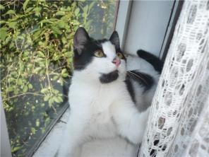 Котенок-девочка Белка в дар!