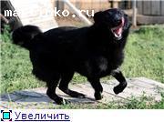 Небольшая собачка Лана 1 год. В дар в добрые руки