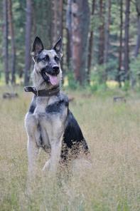 Молодая ласковая восточноевропейская овчарка в хорошие руки
