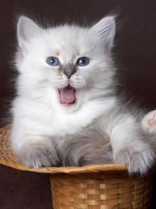 НЕВСКИЕ маскарадные котята от ЧЕМПИОНА МИРА!!!