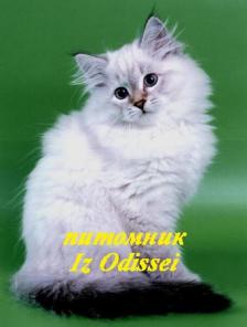 НЕВСКИЕ маскарадные котята от ЧЕМПИОНА МИРА!!!