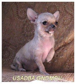 чихуахуа