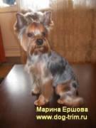Стрижка йорка с выездом мастера. Стрижка йоркашира. Профессиональноя стрижка собак
