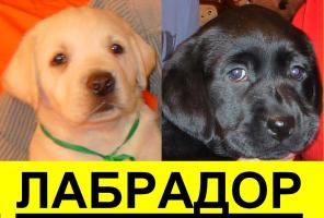 Щенки ЛАБРАДОРА +Высокопородные. +Документы РКФ. ПомЁт 11 октября. Палевые & Чёрные. MальЧики и ДевоЧки.