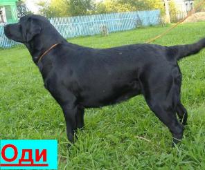 Щенки ЛАБРАДОРА +Высокопородные. +Документы РКФ. ПомЁт 11 октября. Палевые & Чёрные. MальЧики и ДевоЧки.