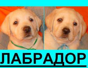 Палевые MальЧики =ЛАБРАДОРА= от Чемпиона =Документы =РКФ= . РодилисЪ -11.10.2011г.