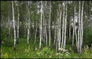 Продается участок (3.1 соток) в поселке "Березки"