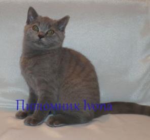      Ivona, 