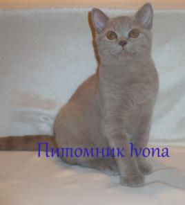      Ivona, 