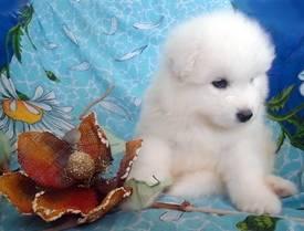 Продаются шикарные щенки Самоедской собаки!