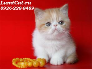 Продажа породистых персидских и экзотических котят.