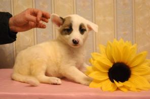 Счастье с хвостиком! В дар шикарные щенки-крохи, 2 мес
