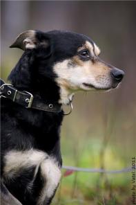 Пёс среднего размера, гладкошёрстный.