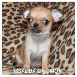 Щенки чихуахуа