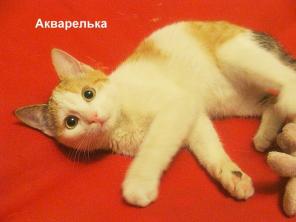 В дар трехцветная кошечка Акварелька,3,5 мес.