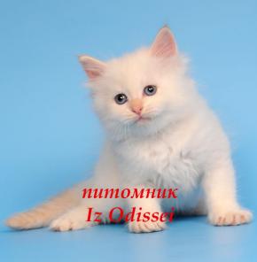 НЕВСКИЕ МАСКАРАДНЫЕ котята с отличным здоровьем!!!
