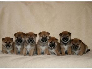 Щенки Сиба (Шиба, Shiba-inu)
