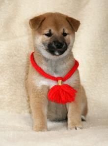Щенки Сиба (Шиба, Shiba-inu)