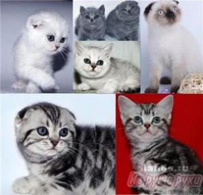 Плюшевые Британские и Вислоухие котята.