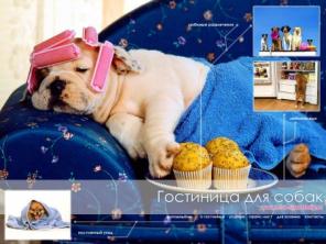 Услуга - гостиница для животных