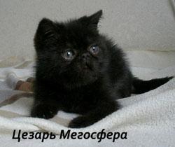 Экзотический котик Цезарь