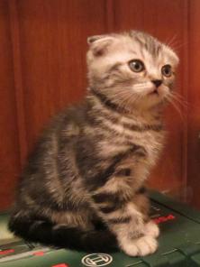 Шотландские котята