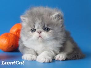 Продажа породистых котят.