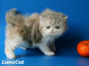 Продажа породистых котят.