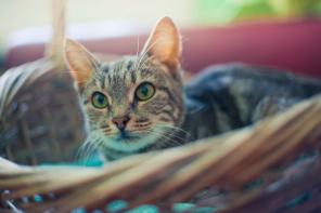 Австралийская дымчатая кошка Нюша в дар.