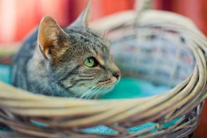 Австралийская дымчатая кошка Нюша в дар.