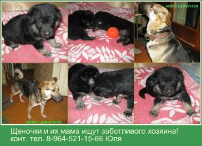 Щеночки! Мальчишка и девулька в дар.