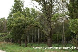 Киевское ш 23 км от МКАД. Участки 20 и 25 соток с лесными деревьями