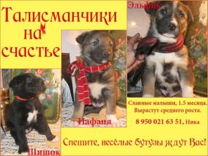 Ищут дом щеночки Эльфик,,Шишок,Нафаня
