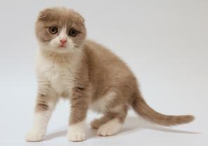 Котик шотландский вислоухий