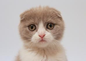 Котик шотландский вислоухий