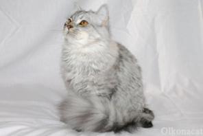 Котик шотландский длинношерстный хайленд-страйт. Кастрирован. С Дипломами.