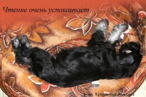 Продаются щенки цвергшнауцера