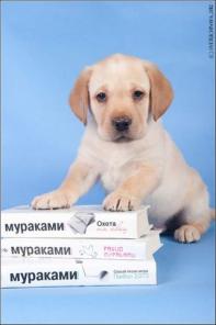 Продаются клубные щенки лабрадора