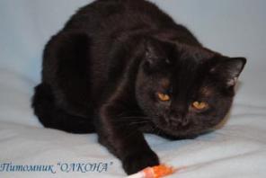 Кот британский короткошерстный черного окраса.