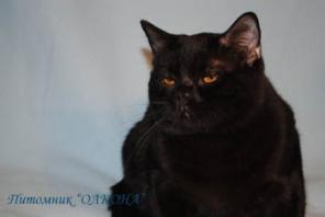 Кот британский короткошерстный черного окраса.