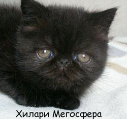 Черная экзотическая кошечка