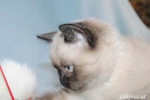 Котята Шотландские страйт РАЗЛИЧНЫХ окрасов.